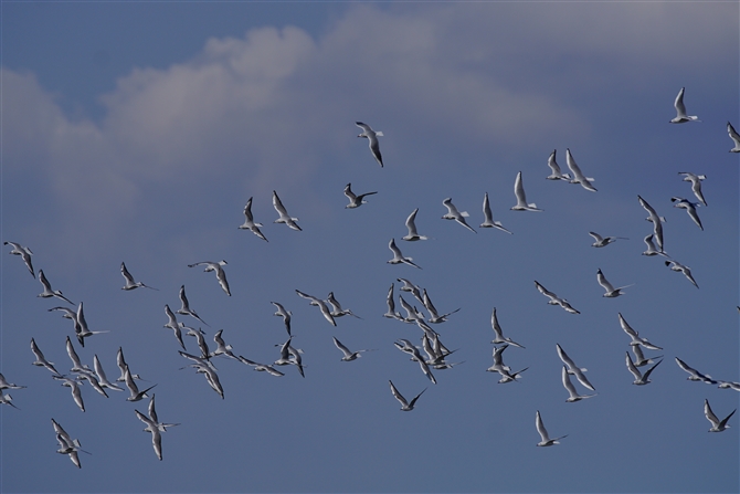 <%J.Black-headed Gull,%>