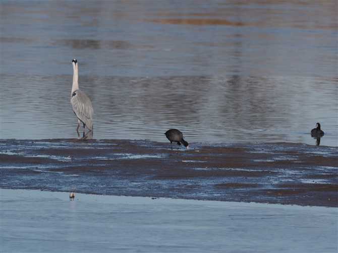 <%IIo.Eurasian Coot,%>