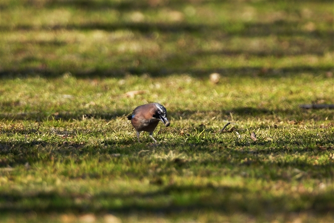 <%JPX.Eurasian Jay,%>