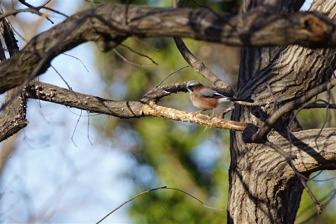 <%JPX.Eurasian Jay,%>