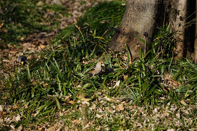 <%V,Hawfinch,%>