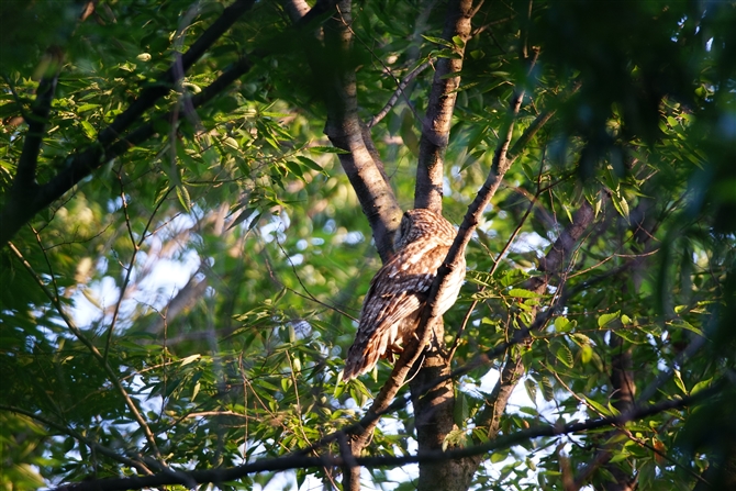 tNE,Ural Owl
