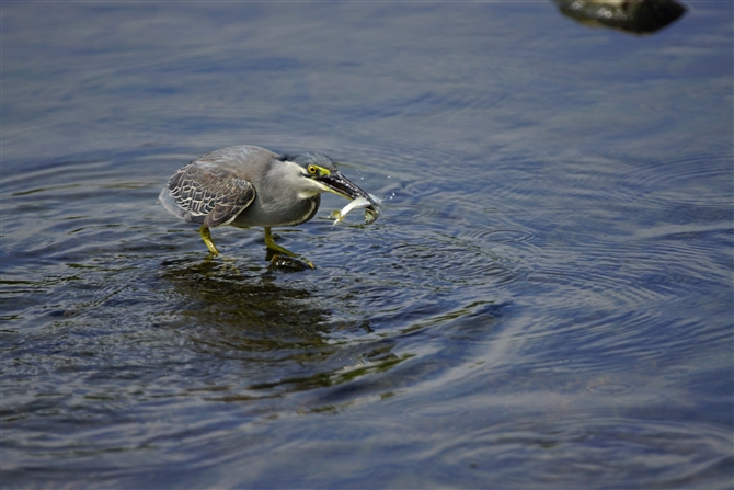 TTSC,Striated Heron