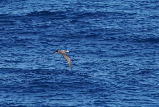 <%II~YiMh,Streaked Shearwater%>