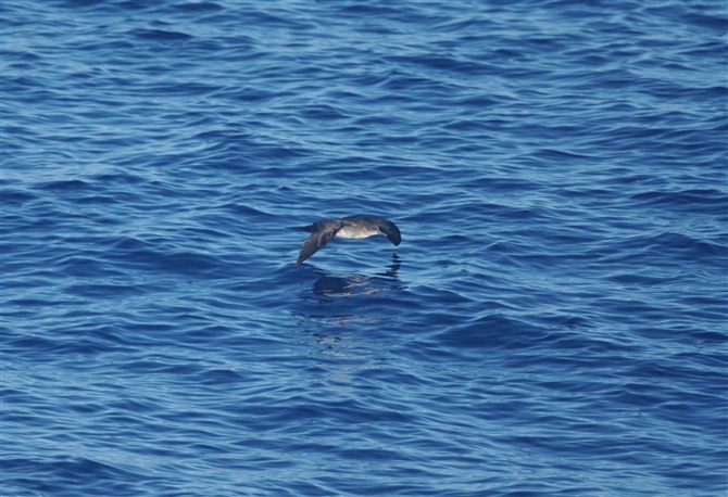 <%ZO~YiMh,Audubon's Shearwater%>