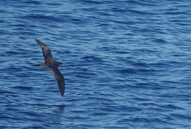 <%nV{\~YiMh,Short-tailed Shearwater%>