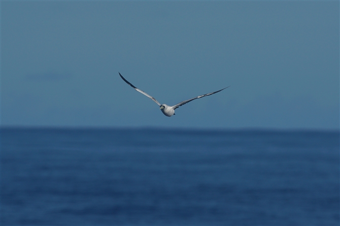 <%AIcJcIh,Masked Booby%>