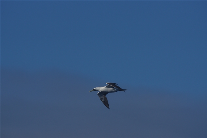 <%AIcJcIh,Masked Booby%>