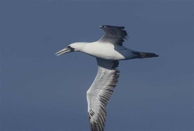 <%AIcJcIh,Masked Booby%>