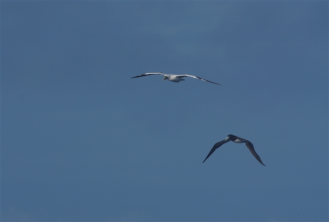 <%AIcJcIh,Masked Booby%>