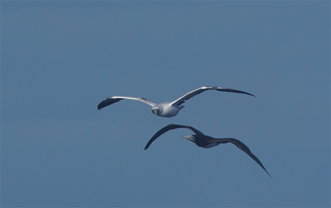 <%AIcJcIh,Masked Booby%>