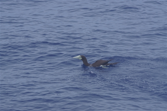 <%JcIh,Brown Booby%>