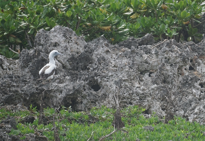 <%JcIh,Brown Booby%>