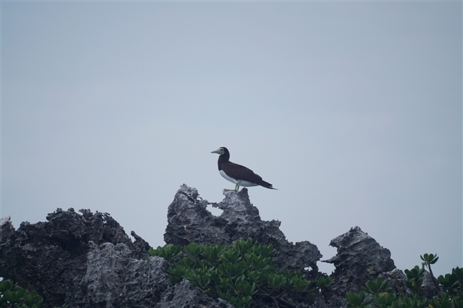 <%JcIh,Brown Booby%>