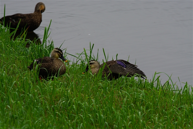 JK,Eastern Spot-billed Duck