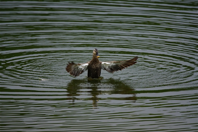 JK,Eastern Spot-billed Duck