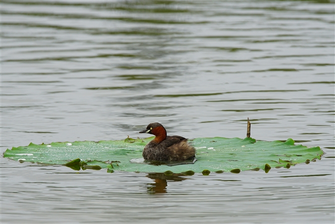 JCcu,Little Grebe