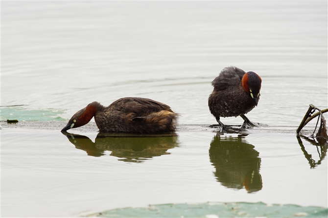 JCcu,Little Grebe