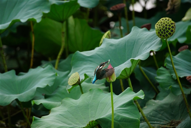 JZ~,Common Kingfisher