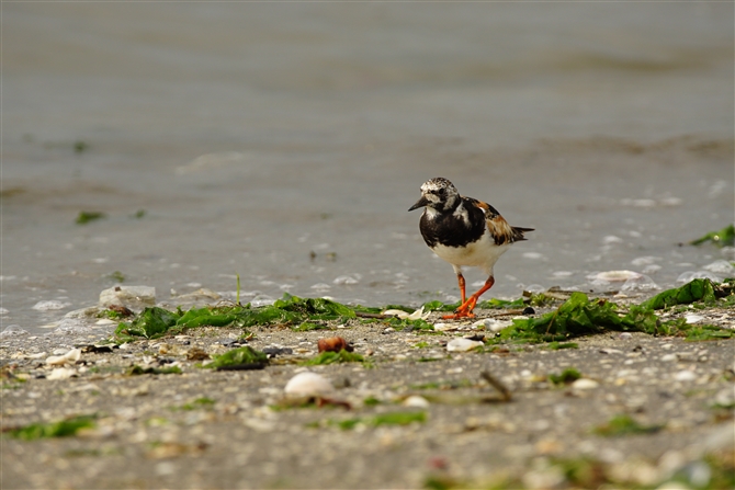 LEWVM,Ruddy Turnstone