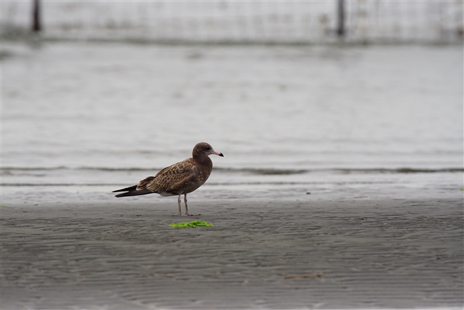 E~lR,Black-tailed Gull