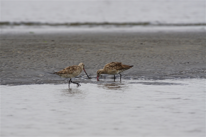 II\nVVM,Bar-tailed Godwit