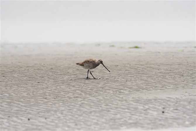 II\nVVM,Bar-tailed Godwit