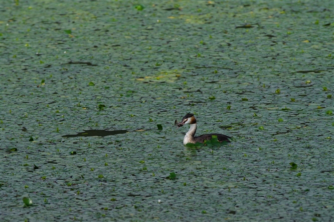 JJCcu,Great Crested Grebe