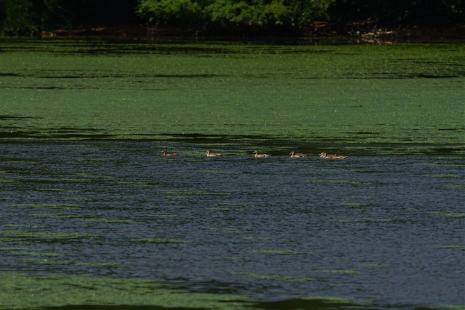 IiKK,Northern Pintail