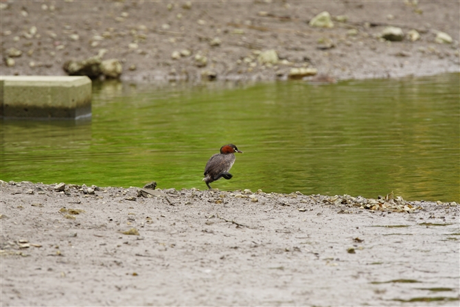 JCcu,Little Grebe