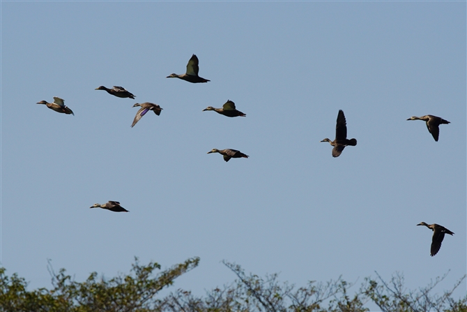 JK,Eastern Spot-billed Duck