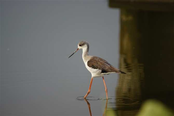 ZC^JVM,Black-winged Stilt