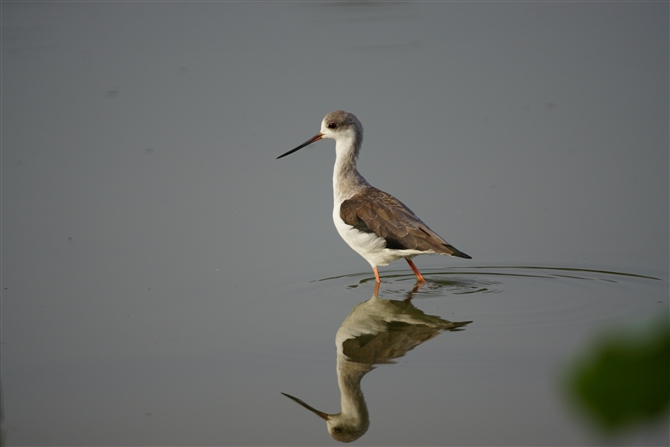 ZC^JVM,Black-winged Stilt