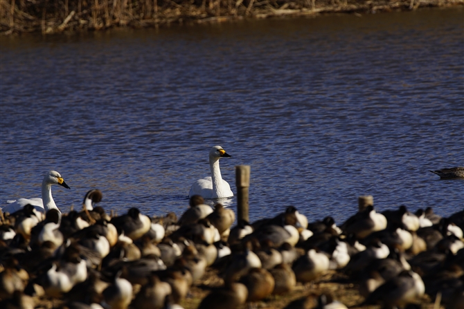 RnN`E,Tundra Swan