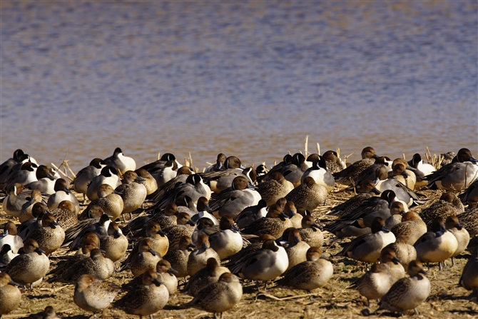 IiKK,Northern Pintail