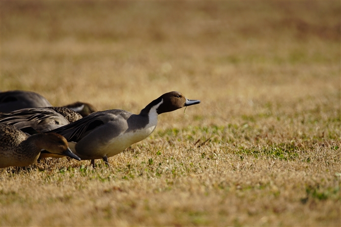 IiKK,Northern Pintail