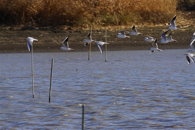 J,Black-headed Gull