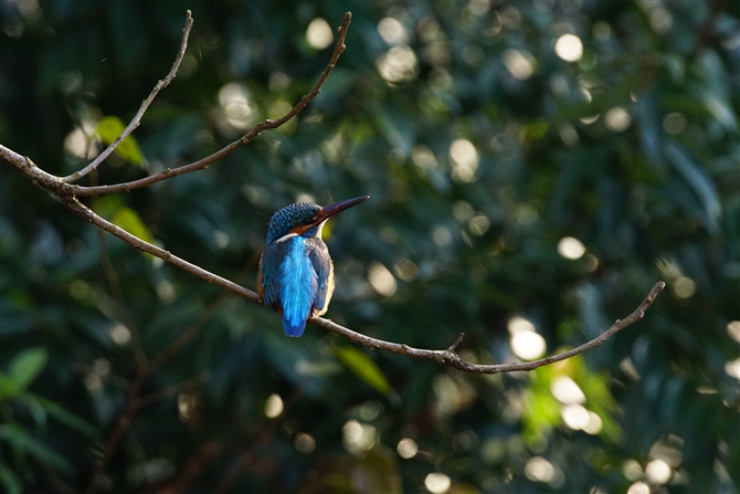 JZ~,Common Kingfisher