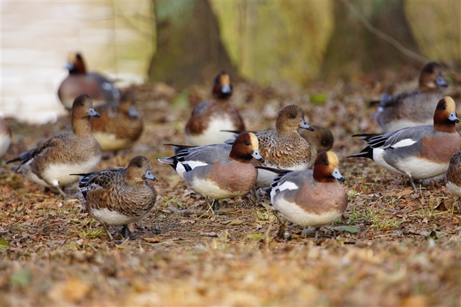 qhK,Eurasian Wigeon