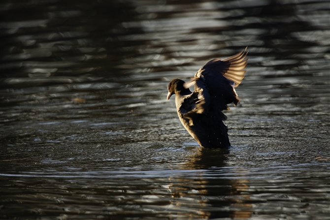 IIo,Eurasian Coot