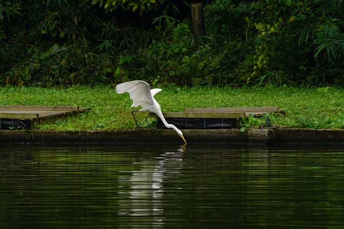 `E_CTM,Eastem Great Egret