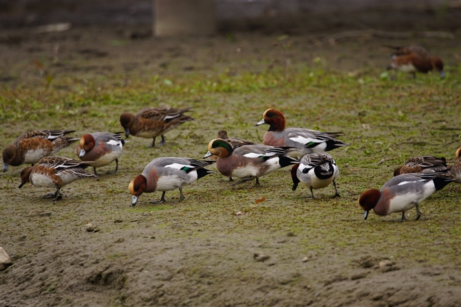 AJqh,American Wigeon