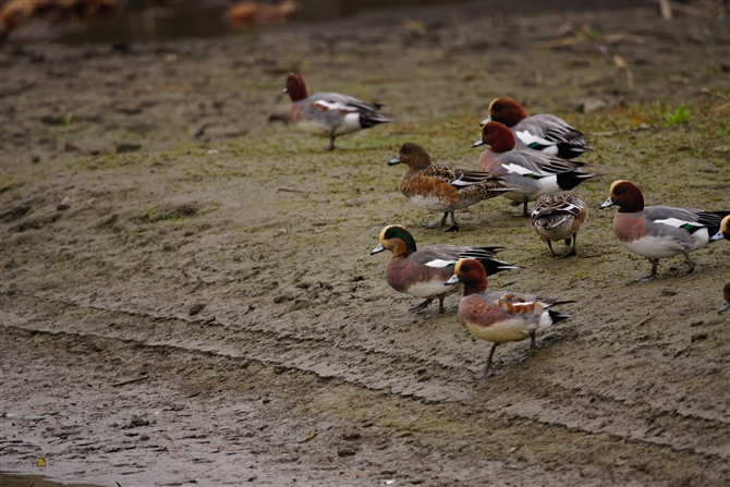 AJqh,American Wigeon