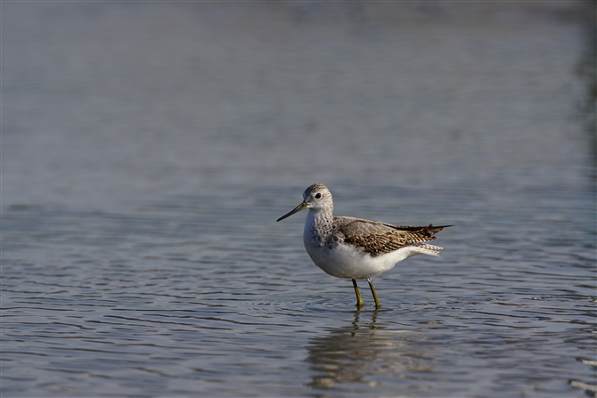 RAIAVVM,Marsh Sandpiper