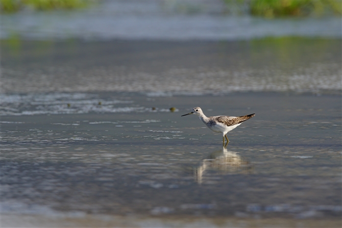 RAIAVVM,Marsh Sandpiper