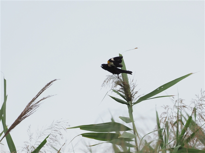 nWzEIE,White-winged Widowbird