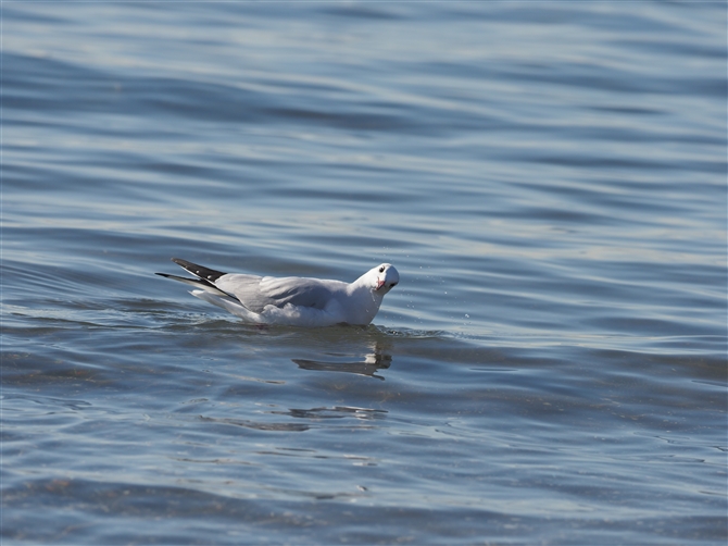 J,Black-headed Gull