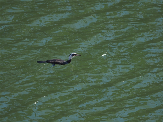 JE,Great Cormorant