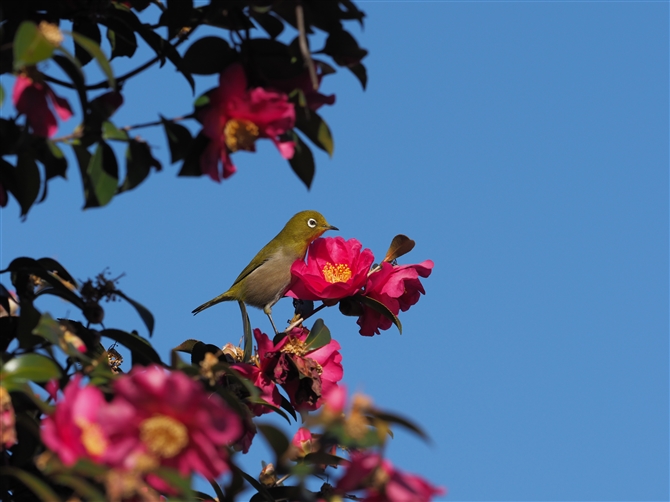 W,Japanese White-eye