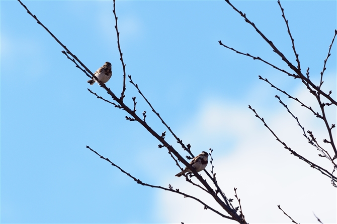 <%JV_J.Rustic Bunting,%>